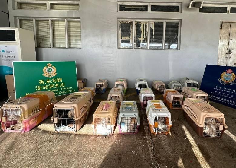 海關水警龍鼓灘截停走私貨車　17個寵物籠擠75隻貓狗