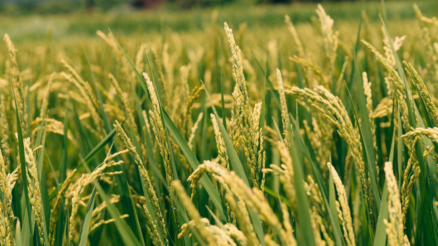 泰國今年的大米出口量料可增至 800 萬噸