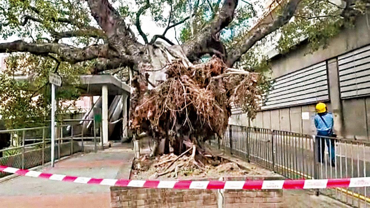 尼格今最近本港 古榕樹連根拔 今狂風驟雨