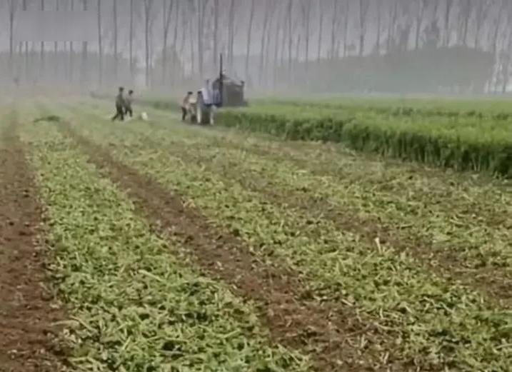 山東菏澤市曹縣有菜農因無貨商去收菜，不得不剷平產量近十萬斤的芹菜田。(互聯網)