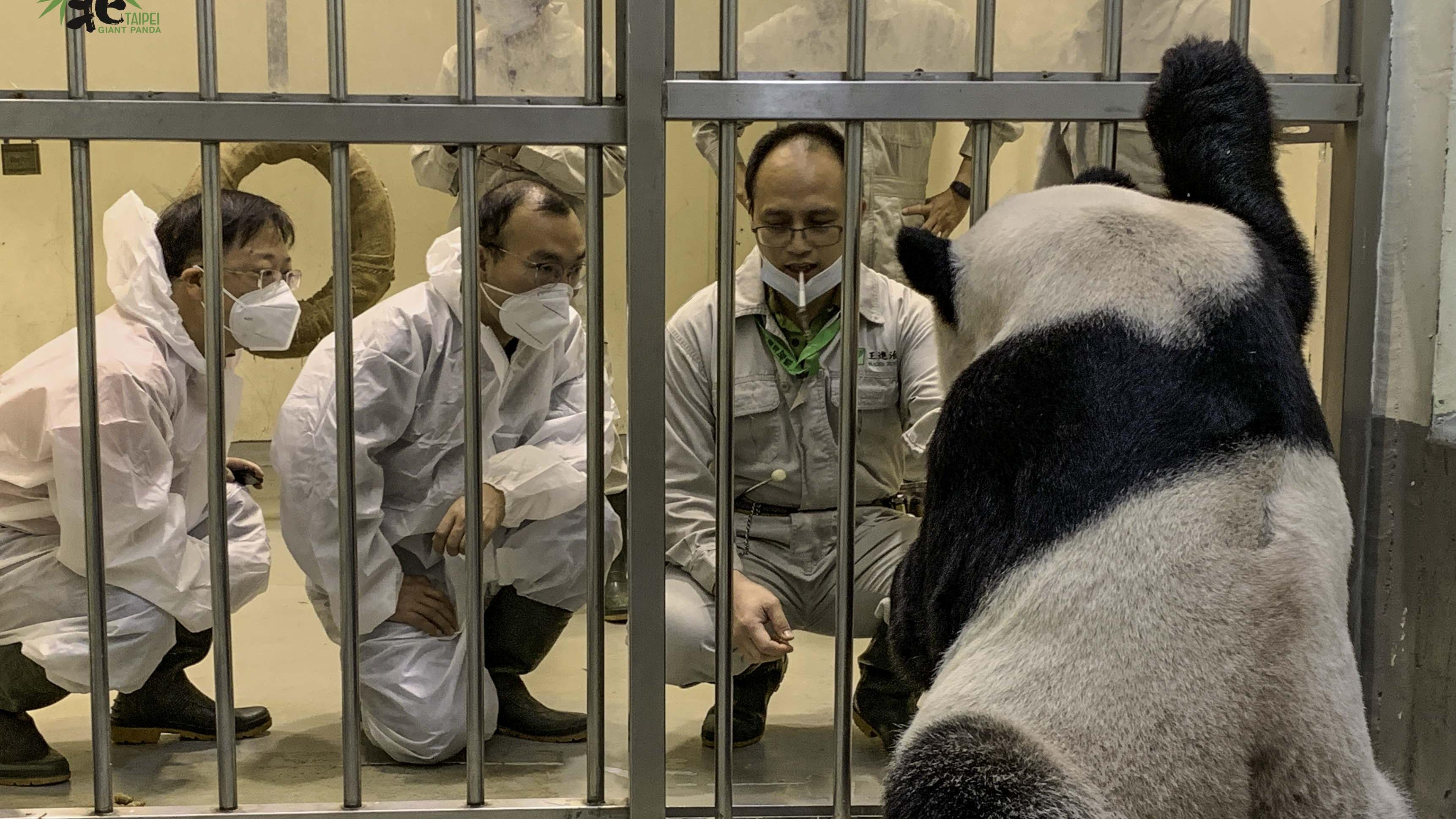 兩名大陸專家今早去到台北動物園探望團團一家。(台北動物園)