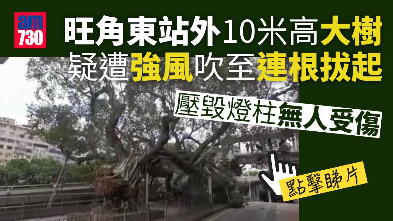 旺角東站外10米大樹疑遭強風吹至連根拔起（有片）