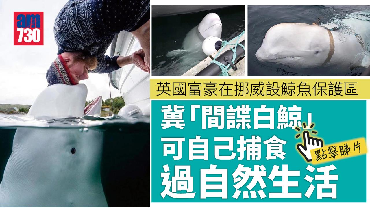 「間諜白鯨」獲英國富豪眷顧　在挪威設鯨魚保護區(有片)