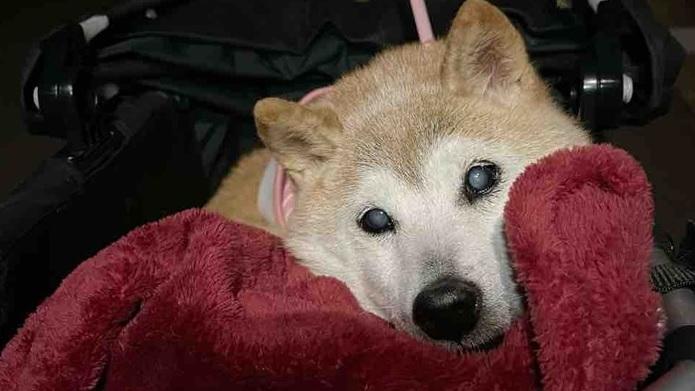 Kabosu近日病重，網民紛紛為牠集氣。(互聯網)