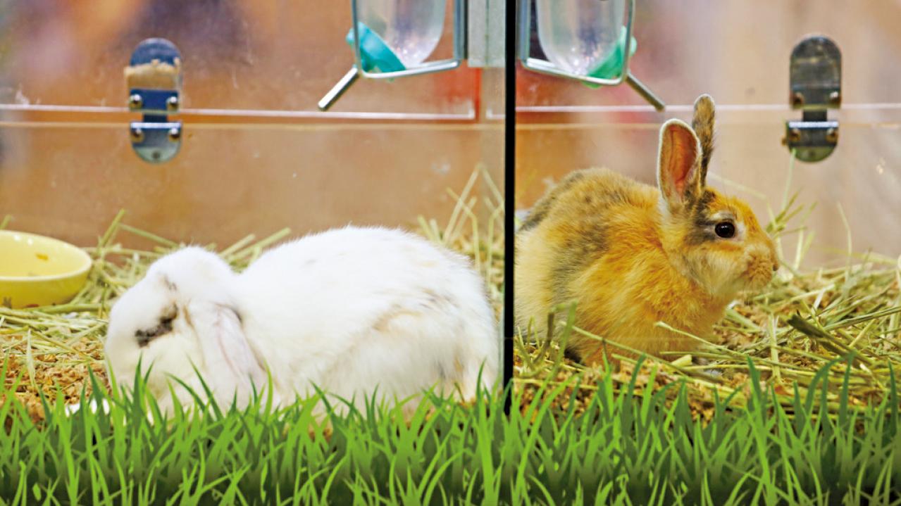 12款兔糧不符歐營養指引 消委會提醒乾草應為主食