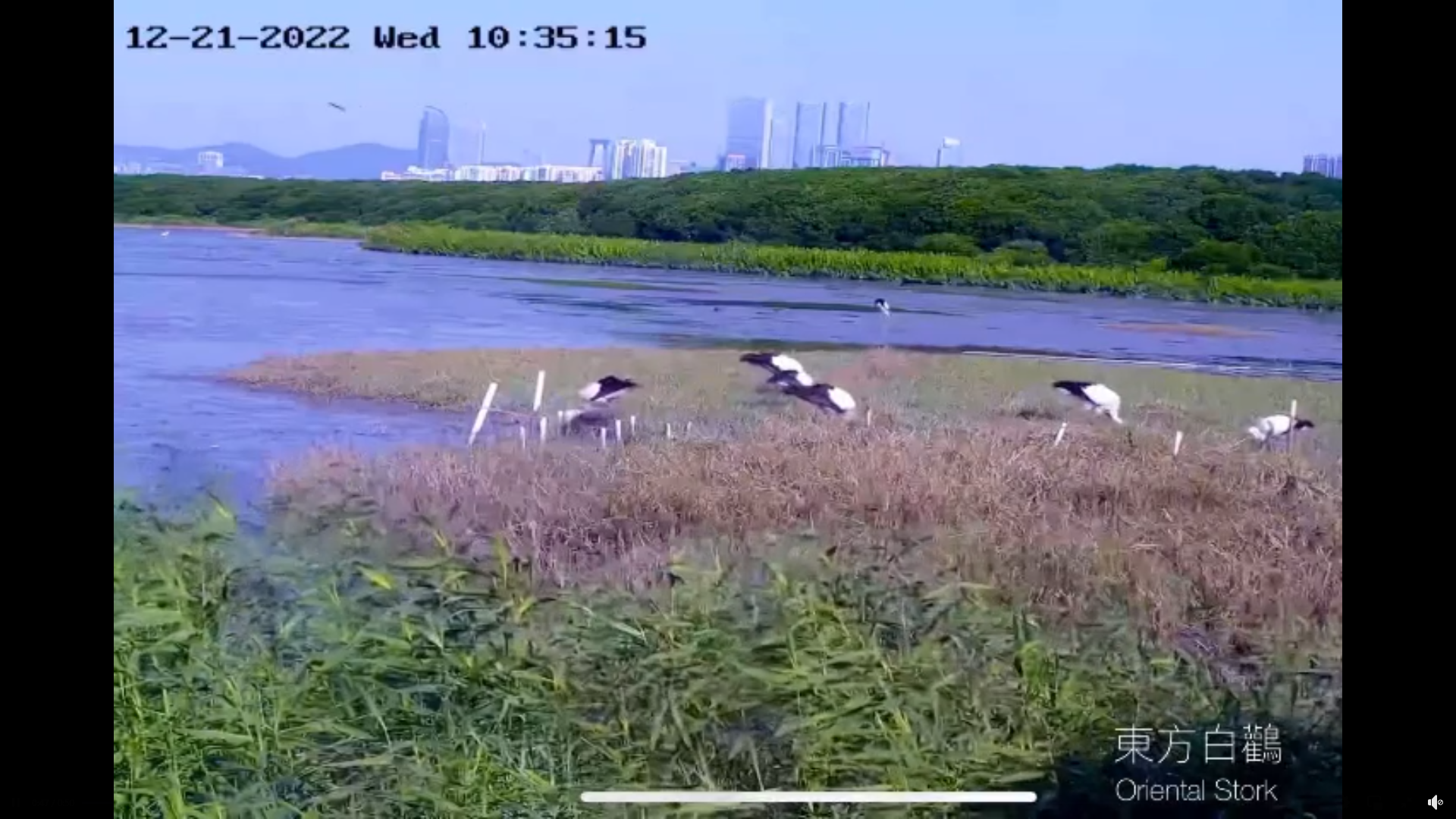 世界自然基金會接觀察到逾30隻東方白鸛報告 冀北部都會區發展同時保護米埔濕地