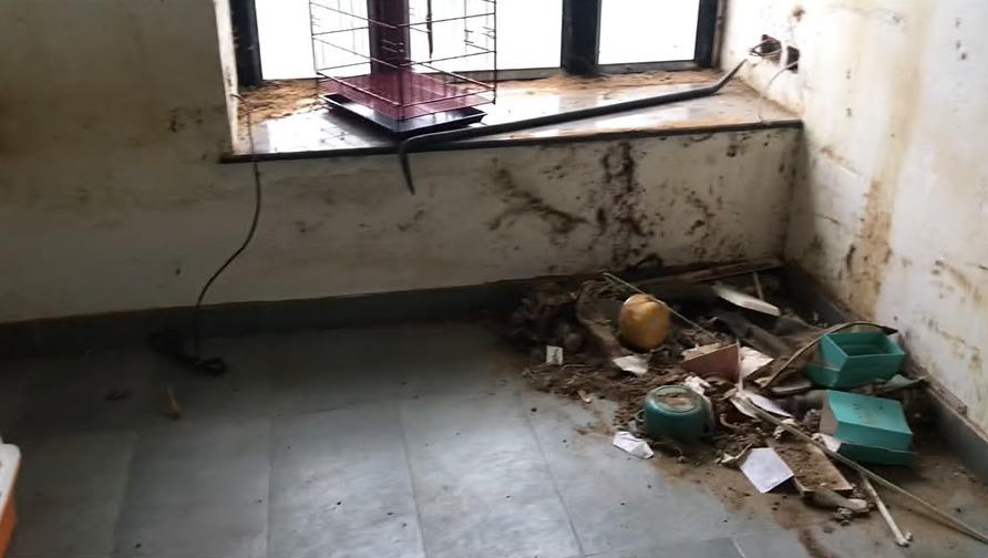 網上熱話｜屯門極品女租客拖租走佬遺「曱甴屋」　5貓斷水斷糧險死