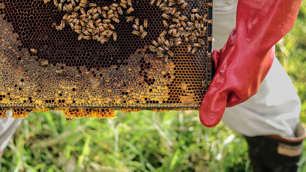衞生防護中心提醒市民，應向可靠的來源或養蜂場購買蜂蜜。(Unsplash圖片)