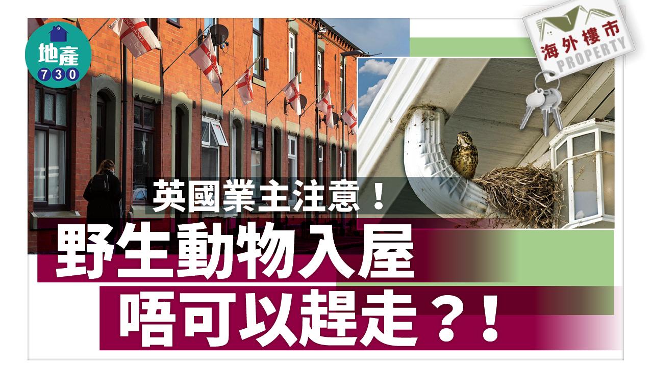 海外樓市｜英國業主注意！野生動物入屋 唔可以趕走？！
