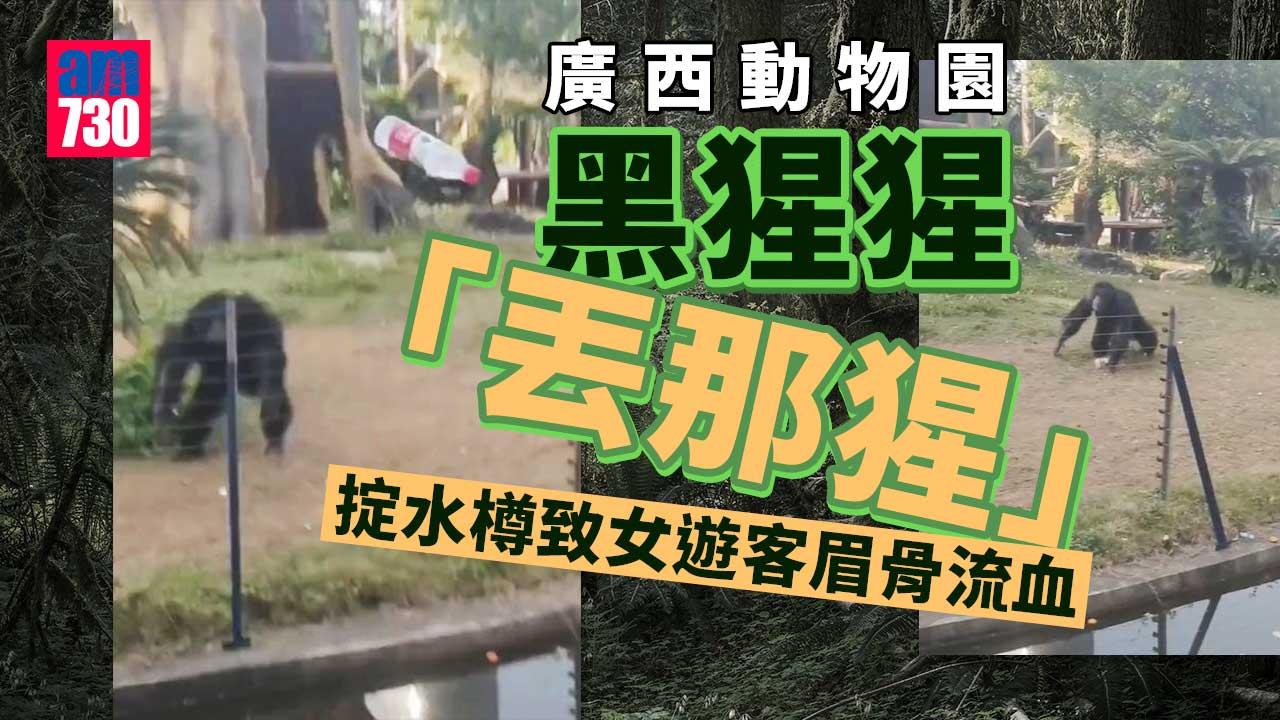 猩猩的反擊｜南寧動物園「丟那猩」今鋪掟水樽 女遊客眉骨流血