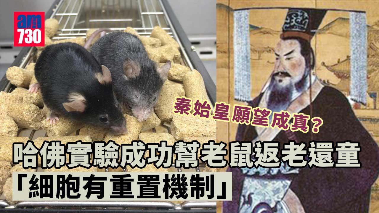 秦始皇願望成真？　哈佛實驗成功幫老鼠返老還童(有片)