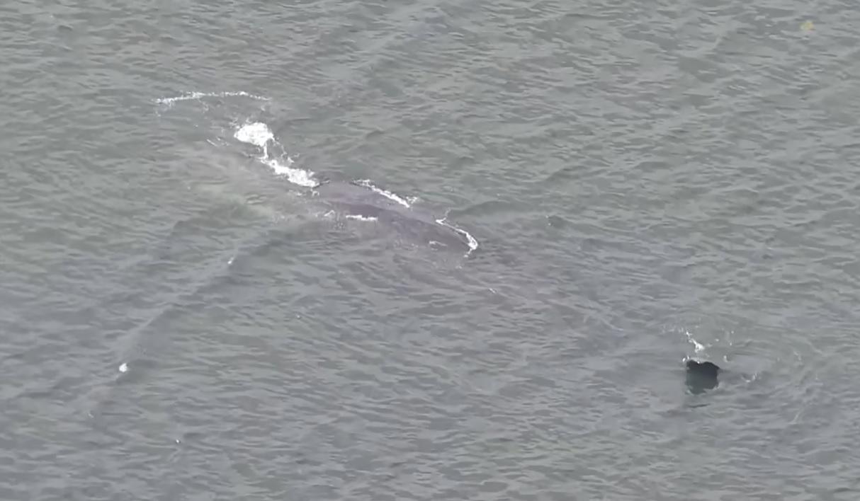 「淀醬」被觀測到幾乎留在原處，有一個半小時沒「噴水」。(互聯網)