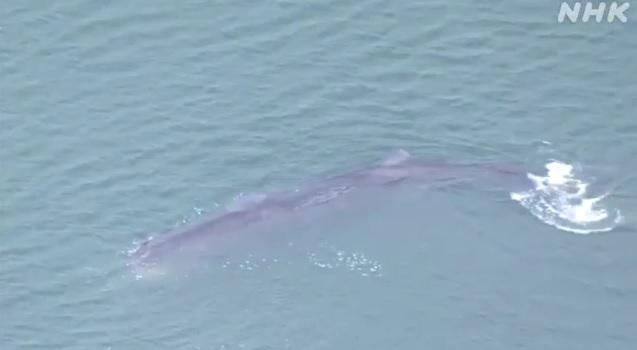 「淀醬」被發現至今數十小時，幾乎留在原處不動。(互聯網)