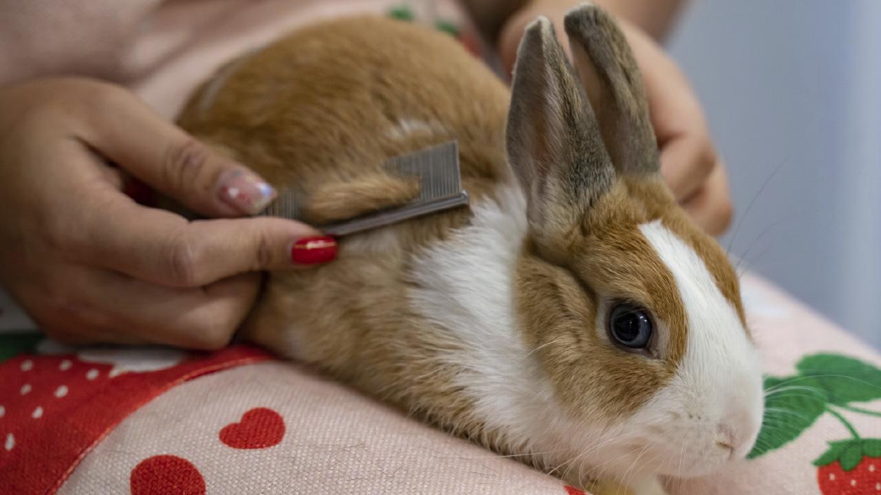 兔年還是貓年？