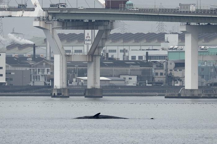 走入大阪灣內多日的鯨魚今日證實死亡。(Twitter圖片)