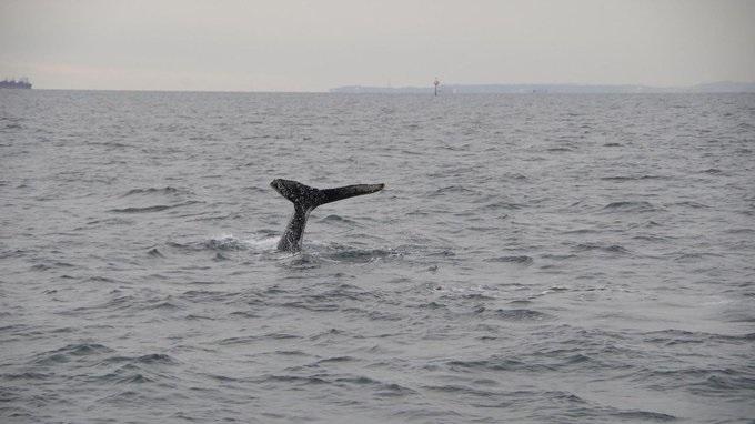 一頭座頭鯨在東京灣出現(海上保安廳圖片)