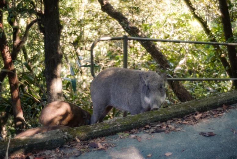 嘉道理農場︰餵野豬等於害牠籲請放手勿干擾