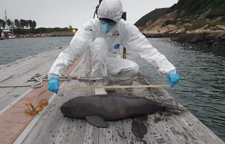 豚屍再現｜江豚魚網纏尾 擱淺清水灣鄉村俱樂部