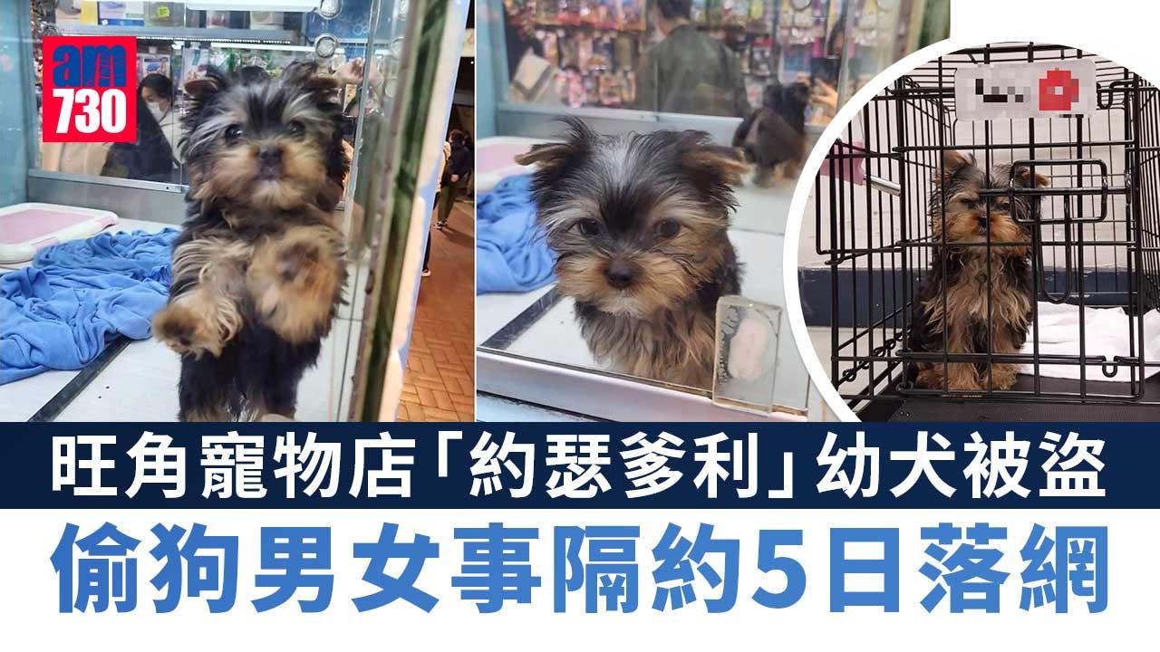 旺角寵物店「約瑟爹利」幼犬被盜　偷狗男女事隔約5日落網