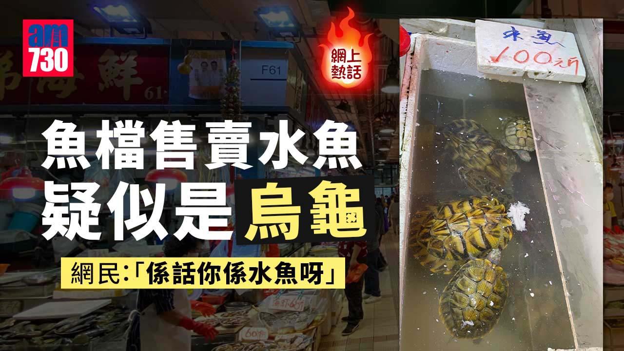 網上熱話｜街市魚檔驚現烏龜當水魚賣？網民笑稱：講緊買嗰個