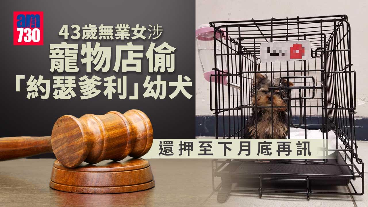 43歲無業女涉寵物店偷「約瑟爹利」幼犬　還押至下月底再訊