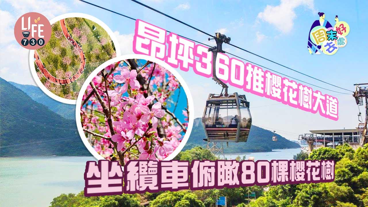 周末好去處｜昂坪360纜車下櫻花盛放　逾80棵櫻花樹等你來打卡