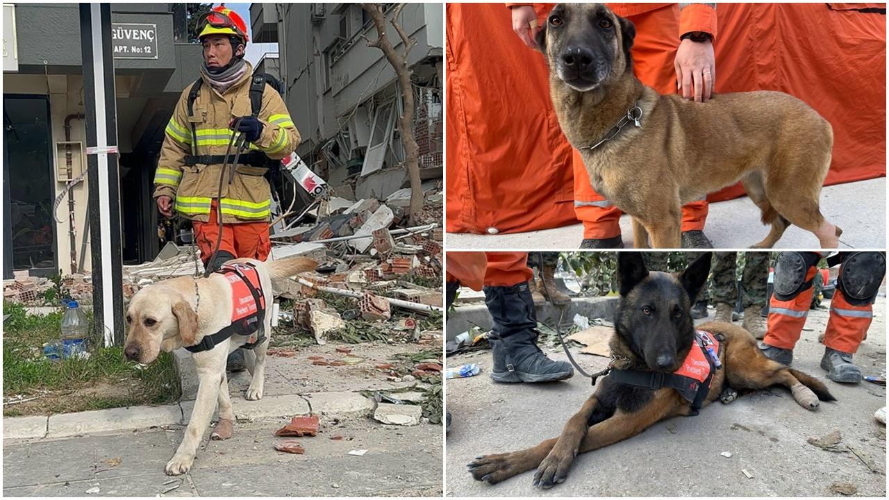 土耳其地震，南韓3搜救犬腳部受傷，紮繃帶續救災。(Twitter)
