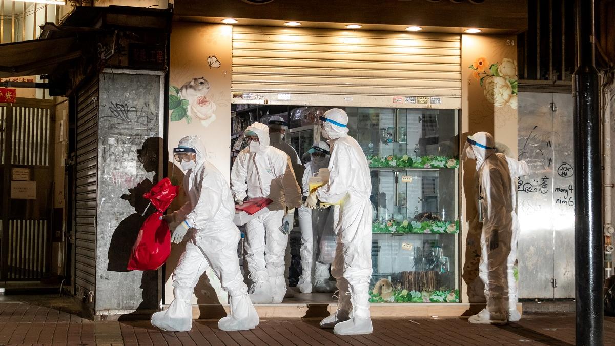 政府去年人道毀滅過千隻倉鼠。(資料圖片)