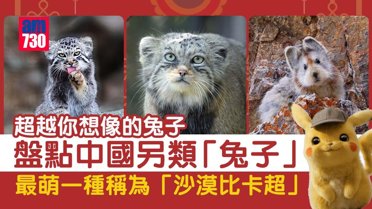 2023兔年｜盤點中國那些另類的兔子 沙漠比卡超竟是「兔」？