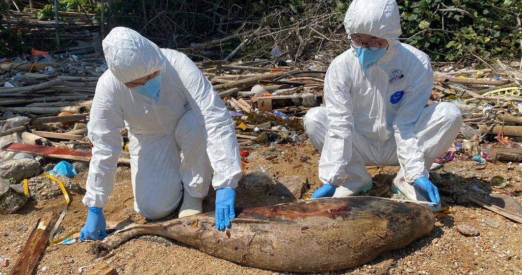南丫島現江豚擱淺，個案已屬本年第10宗。(海洋公園保育基金)