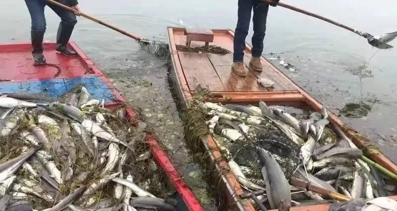 徐女士放生造成大量鯰魚死亡，當局撈出逾1萬公斤死魚。(互聯網)