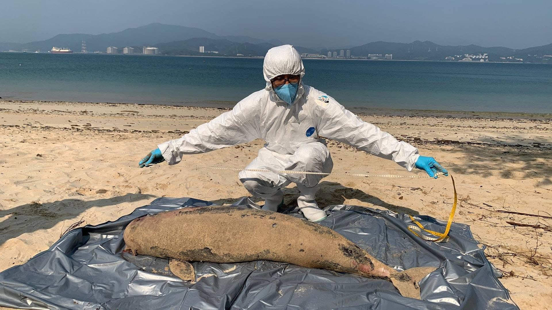 3日兩江豚擱淺亡屍身中度腐爛　屬本年度第九宗