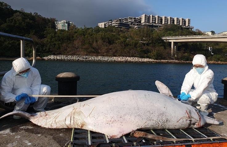 豚屍再現｜兩鯨豚擱淺大澳 其中一條為中華白海豚
