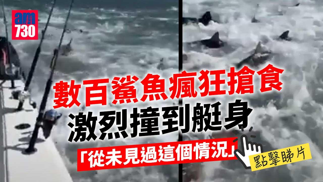 密雜恐懼者慎入｜數百鯊魚瘋狂搶食　畫面震撼小艇釣魚男女(有片)
