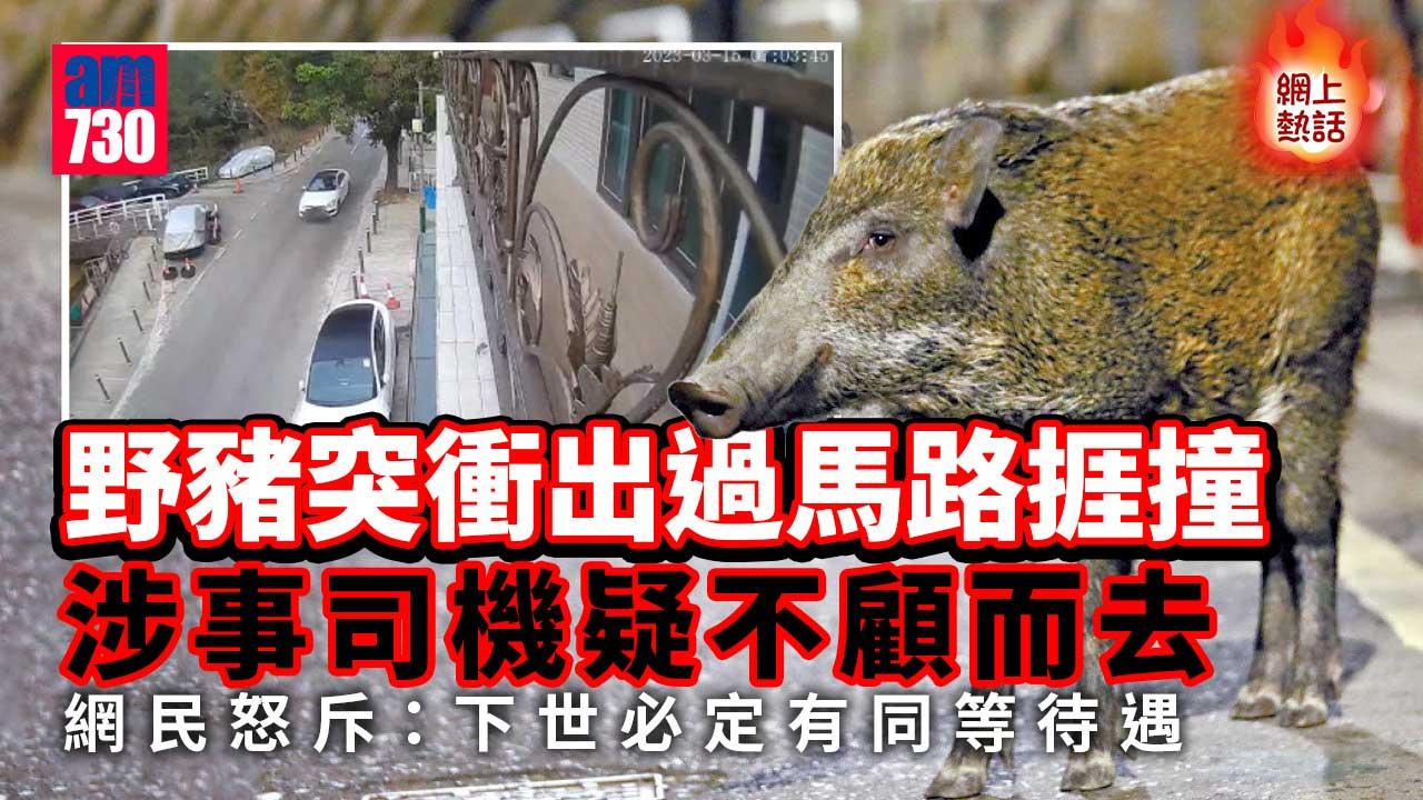 網上熱話｜野豬突衝出捱撞飛彈路邊掙扎 司機疑不顧而去（有片）