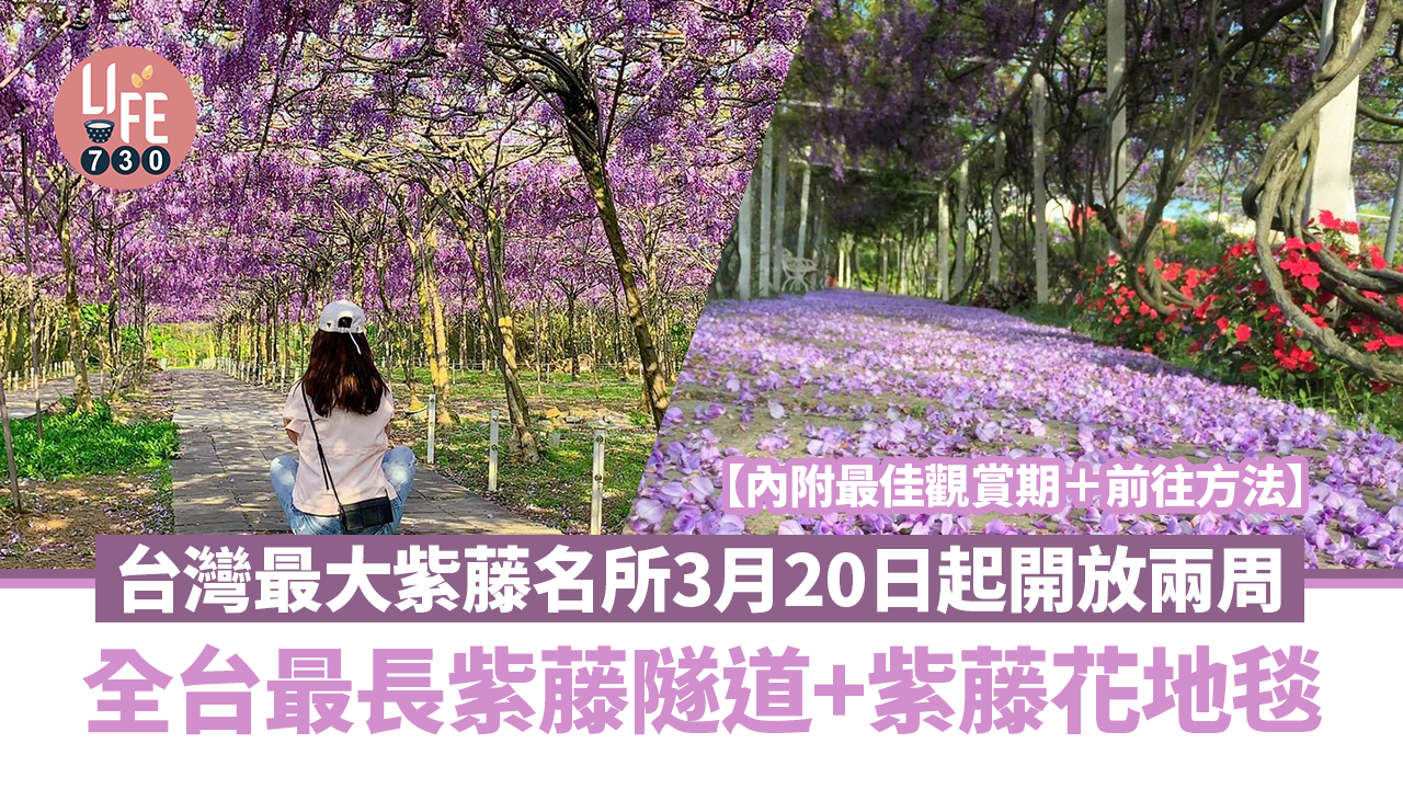 台灣旅遊｜台灣最大紫藤名所3月20日起開放兩周！過千棵日本紫藤樹+全台最長紫藤隧道+紫藤花地毯【內附最佳觀賞期＋前往方法】