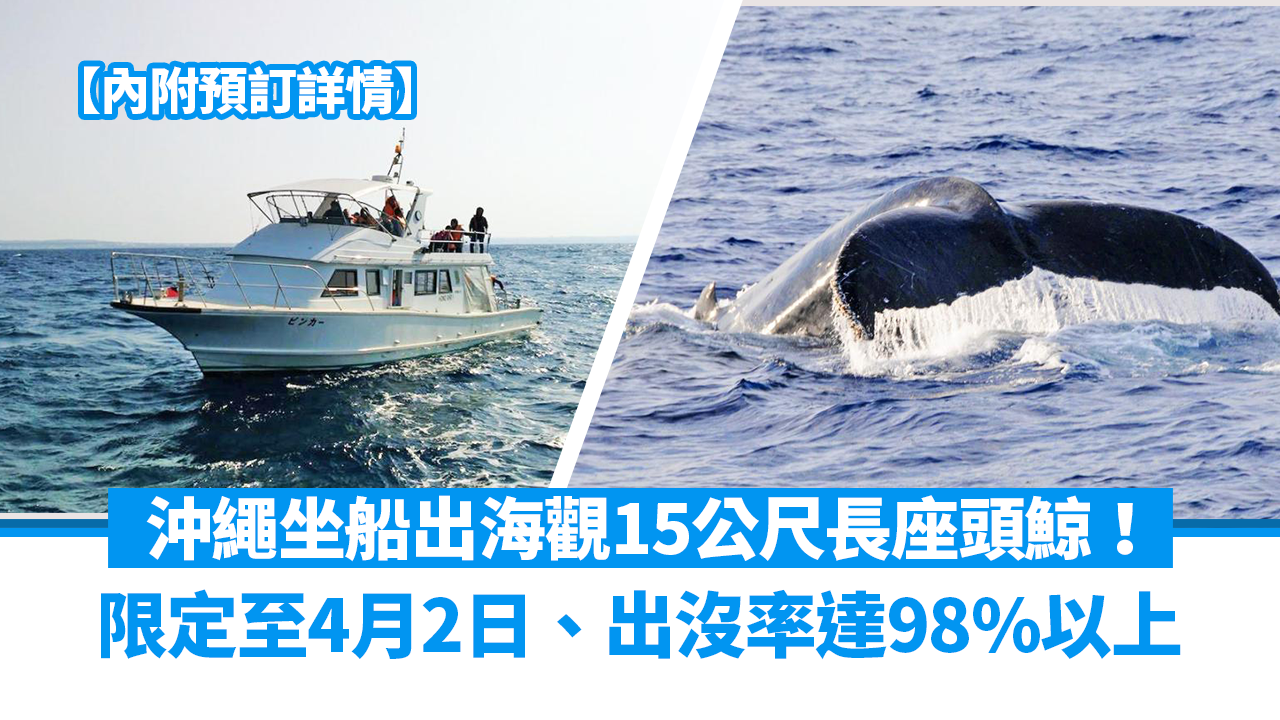 日本旅遊｜沖繩坐船出海觀15公尺長座頭鯨 出沒率達98%以上+不成功不收費 限定至4月2日
