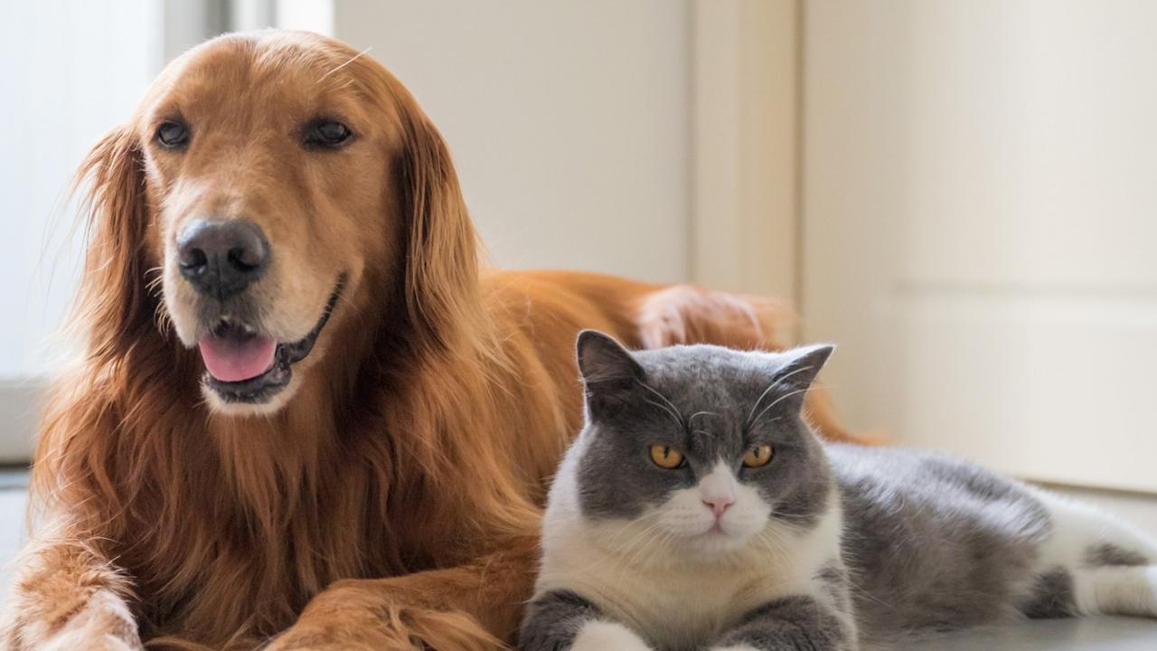 消委會調查寵物保險保障定義理賠條款不一，同齡同品種保費可差1.2萬元。(網上圖片)