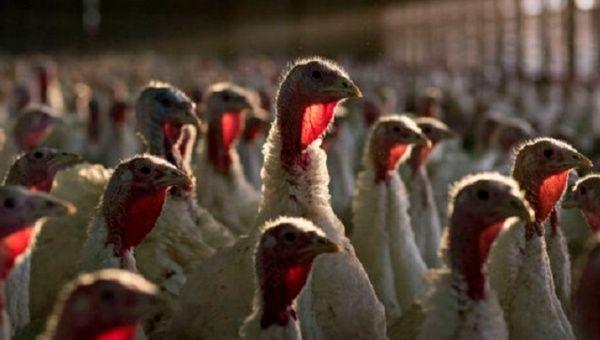 智利首現人類感染禽流感確診個案。(資料圖片)