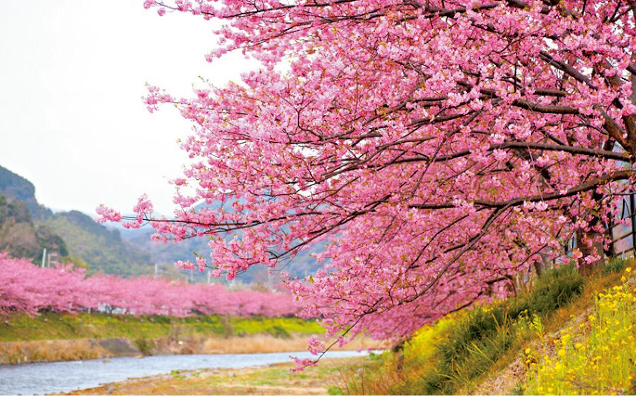 日本撤港航班限制 東瀛遊推日航復活節包機