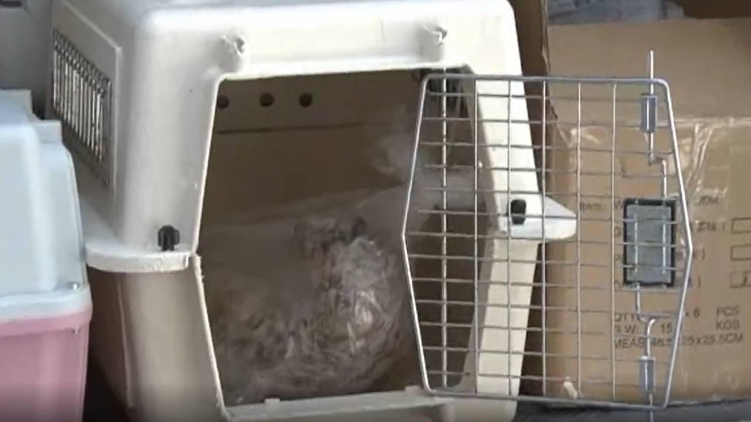 石硤尾白田邨女子疑持刀殺貓徘徊走廊　涉虐待動物被捕