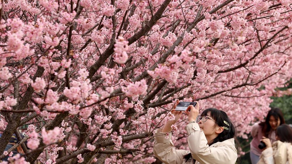 湖北武漢大學珞珈廣場附近櫻花盛開。(中新社)