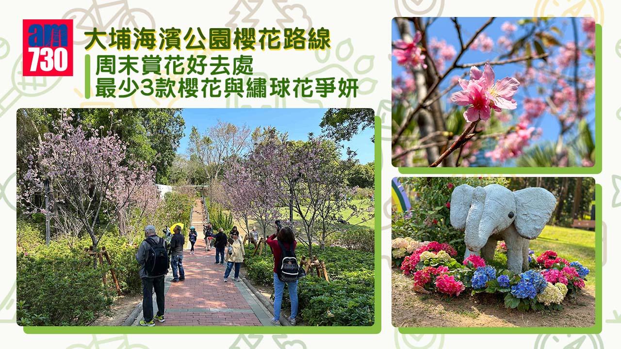 大埔海濱公園櫻花︱最少3款櫻花與繡球花花海爭妍