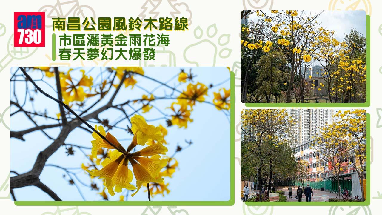 南昌公園風鈴木︱黃花風鈴木市區灑黃金雨花海