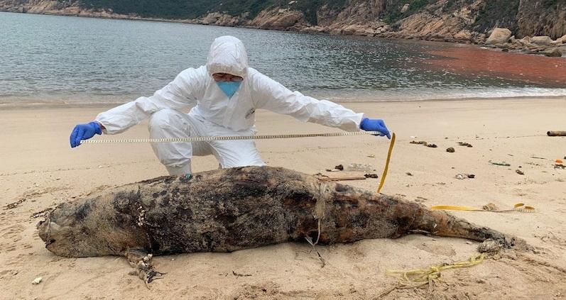 豚屍再現｜1.8米長成年江豚擱淺南丫島深灣 本年第15宗