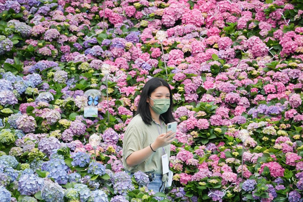 花展2023｜圖輯‧停辦3年終復辦實體展 40萬株花卉明起爭艷鬥麗。（李睿哲 攝）