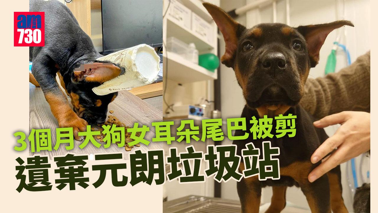 虐待動物｜3個月大混種洛威拿狗女 遭剪耳剪斷尾遺棄元朗垃圾站