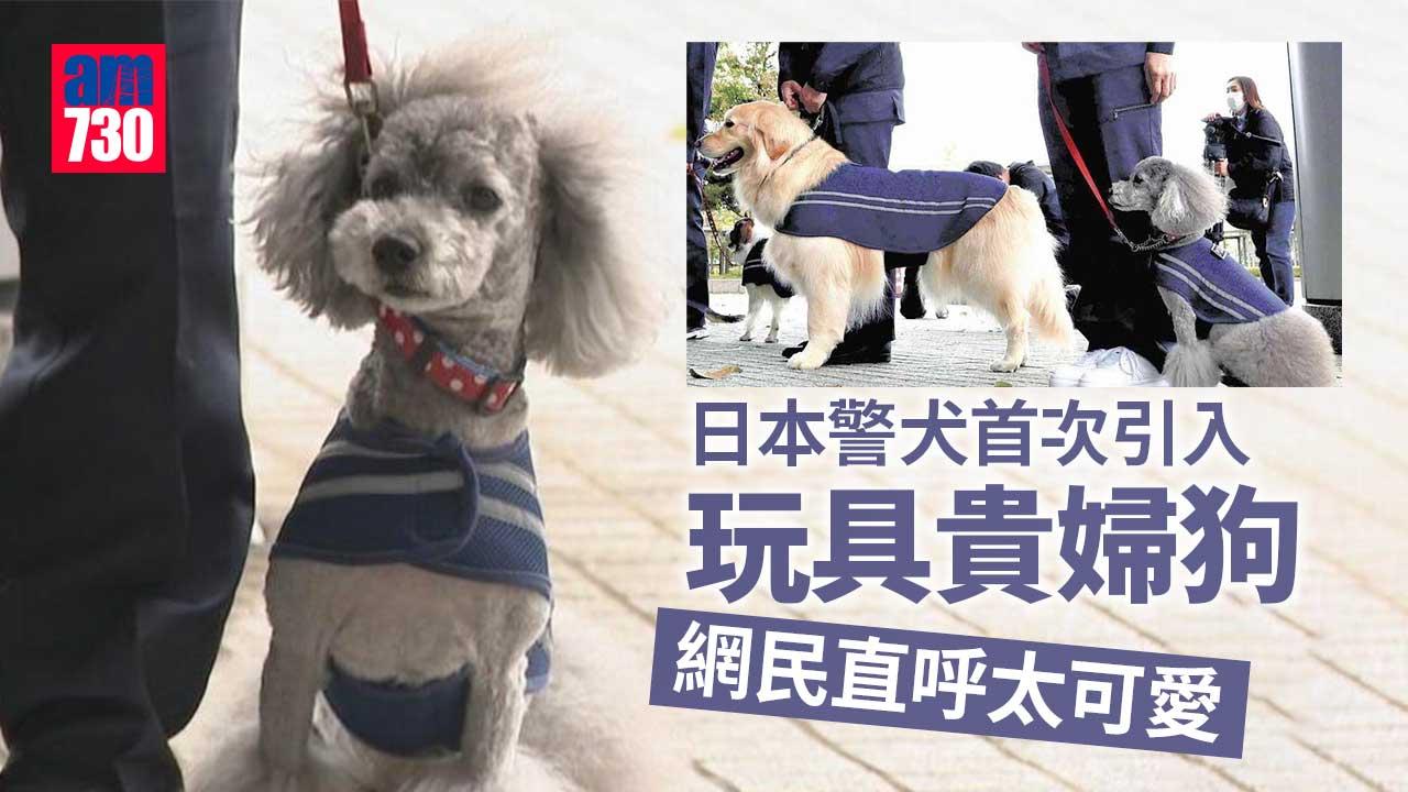 日本警犬首次加入玩具貴婦狗　萌到網民話「融化」(有片)
