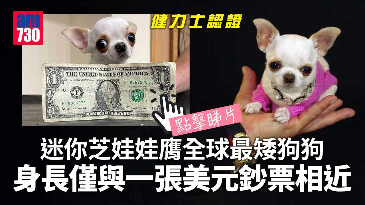 迷你芝娃娃膺全球最矮狗狗-愛盛裝打扮如天后出巡-萌樣吸睛(有片)