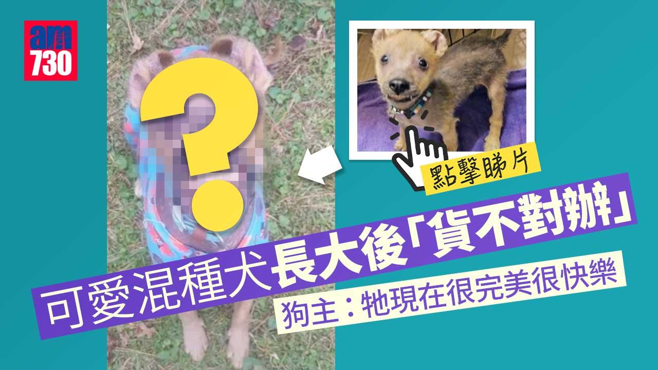 領養可愛混種犬 長大後變「標本」極爆笑(有片)